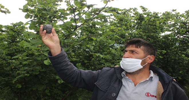 Ot biçerken bahçede gök taşı buldu