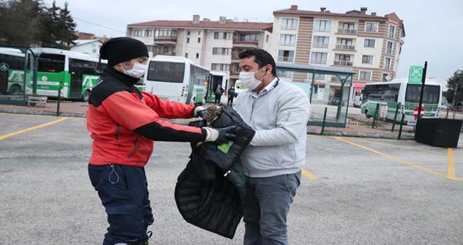 Otobüs şoförü yol kenarında bulduğu yaralı şahini ölümden kurtardı