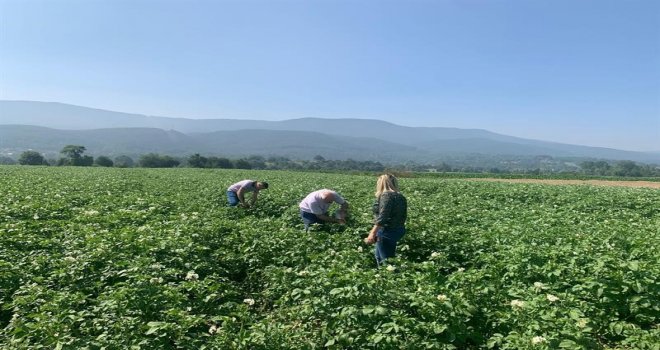 Patates tarlalarında mildiyö alarmı