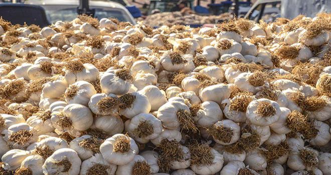 Sarımsağın fiyatı yüzde 45 arttı