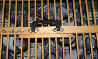 500 bin liralık güvercinlerin 700 kilometrelik yolculuğu