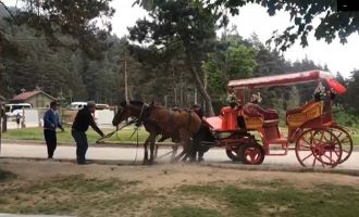 Abant’ta, faytona bağlı bir at sıcak ve yorgunluktan bayıldı