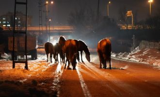 Aç kalan yılkı atları şehir merkezine indi....