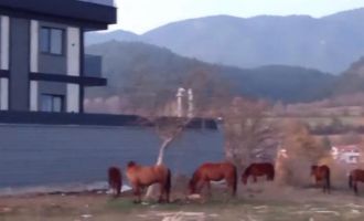 Aç kalan yılkı atları şehir merkezine indi.....