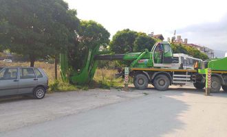 Ağaçlar ağaç sökme makinesi ile kesilmeden sökülerek başka yere taşınıyor