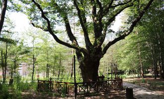 Atatürk’ün gölgesinde ayran içtiği 400 yıllık meşe ağacı koruma altında