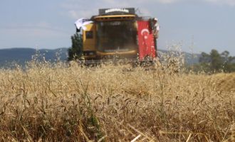 ‘Ayten abla buğdayı’ ilk kez hasatta