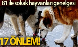 Bakanlıktan sahipsiz ve tehlike arz eden hayvanlarla ilgili genelge