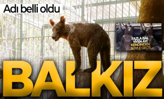 Balı fazla kaçıran ayının adı belli oldu