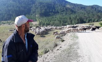 Bartın'dan çobanlık için Bolu'ya geldi
