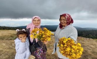 Bin 850 rakımlı zirvede şifa mesaisi: Hacet Bayramı'nda sarı kantaron topladılar