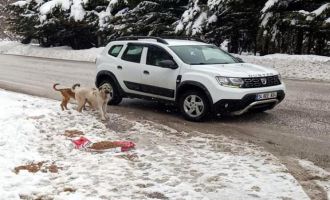 Bolu Belediye Başkan Yardımcısı Rasim Özdemir ; ‘Bu soğukta bu köpekleri buraya bırakanları Allah'a havale ediyorum’