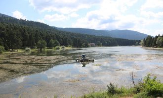 Bolu Belediyesi Gölcük’te istilacı bitkileri temizliyor…