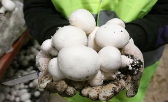 Bolu Belediyesi’nden üreticilere yeni gelir kapısı