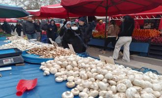 Bolu mantarı Eskişehir’de büyük ilgi görüyor…