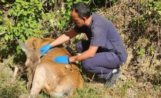 Bolu'da 132 yaban hayvanı tedavi edilerek doğaya salındı