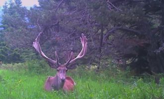 Bolu’da 16 kızıl geyiğin ihaleyle öldürülmesinde yürütme durduruldu