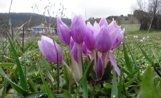 Bolu’da baharın müjdecisi çiğdemler çiçek açtı.........