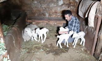 Bolu’da bir koyun tek seferde beşiz doğurdu