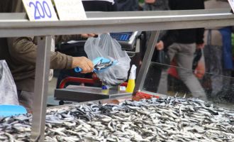 Bolu'da hamsi kilosu 200 liradan tezgahlarda yerini aldı