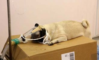 Bolu’da hastalanan köpek Ankara’ya sevk edildi