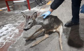 Bolu'da, kaza geçiren yavru gazelle, ormancılar tarafından kurtarıldı