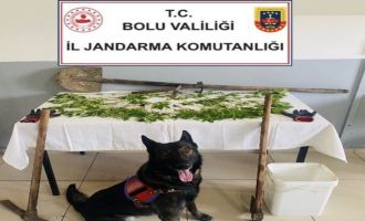 Bolu'da kenevir bahçesi oluşturan şüpheli tutuklandı......