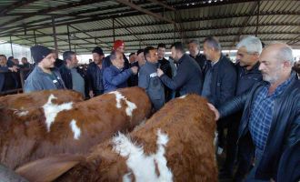 Bolu'da kurban pazarlarında hareketlilik başladı....