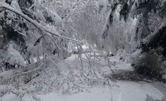 Bolu'da mayıs karı ağaç dallarını kırdı