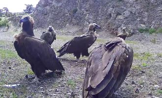 Bolu'da nesli tehlike altında olan kara akbabalar görüntülendi