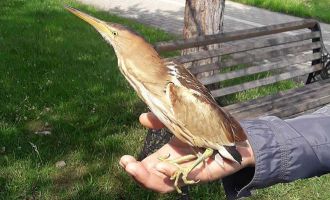 Bolu’da nesli tükenmekte olan kuş yaralı kuş tedavi edildi