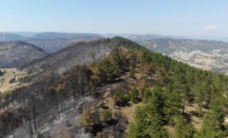 Bolu'da ormanlar küllerinden doğacak: 5 milyondan fazla fidan toprakla buluşacak