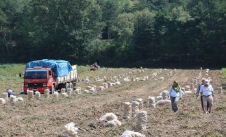 Bolu'da patates üreticisi mısıra yöneldi......