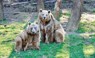 Bolu’da, vatandaşlar yaban hayvanlarına karşı uyarıldı
