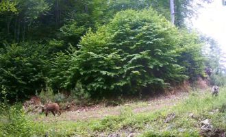 Bolu’da yaban hayat fotokapanla görüntülendi