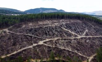 Bolu'da yanan orman yeniden filizleniyor…..