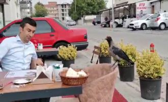 Bolu’da yemek yiyenlerin masasına giden karga ilginç anlar yaşattı