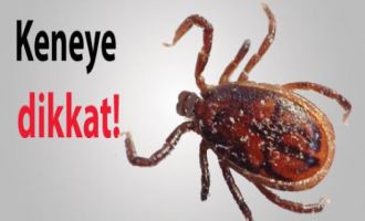 Bolu’daki kene vakaları meclise taşındı 