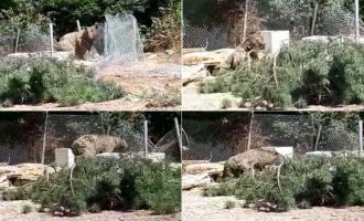 Foseptik çukuruna düşen ayı, itfaiye ekipleri tarafından kurtarıldı