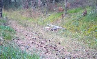 Fotokapana takılan belgesellik görüntüler