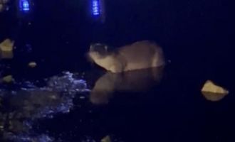 Gece saatlerinde göl kıyısında su samuru görüntülendi