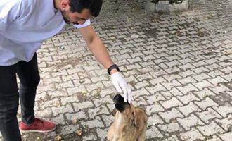 Göynükte Sokak Hayvanları aşılama çalışmalarına başlanıldı