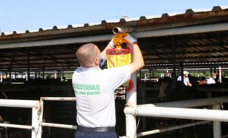 Hayvan pazarında denetimler sıklaştırıldı