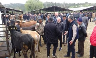 Hayvan pazarının en küçük celepçisi kurbanlık satıyor