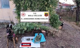 Jandarma bahçesine kenevir eken şahsı enseledi....