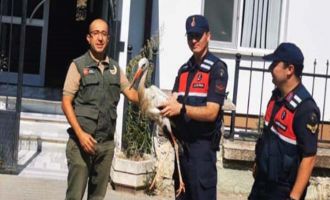 Jandarmanın bulduğu yaralı leylek tedavi altına alındı