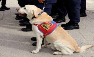 Jandarmanın hassas burnu ‘Medyum’ 10 yıllık mesaisini tamamladı