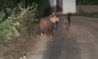 Kış uykusuna yatamayan anne ayı ve yavruları görüntülendi....