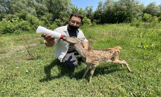 Köpeklerin saldırısından kurtarılan kızıl geyik ve tarlada bulunan yavru karaca özel bakıma alındı