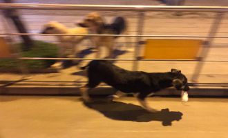 Kullanılıp yere atılan maske ve eldivenler tehlike saçıyor